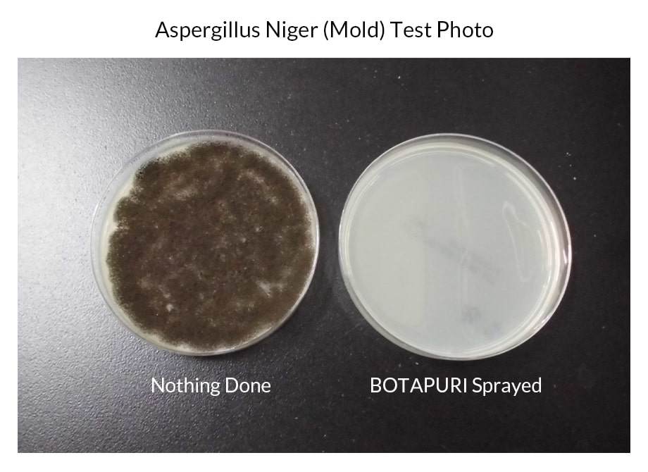 Aspergillus Niger(Mold) Test Photo